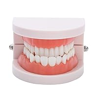 Vista 7 de Dientes falsos, dientes falsos, modelo de dientes, modelo de dentadura postiza práctica de cepillado Modo de dientes Gingiva Demostración anatómica