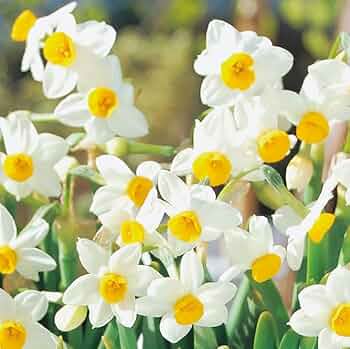 tutulong（兔兔龙） 800% シリーズ 水仙（黄色） Amazon | はなみどり 水仙 寒咲日本水仙 球根 2球 | 球根