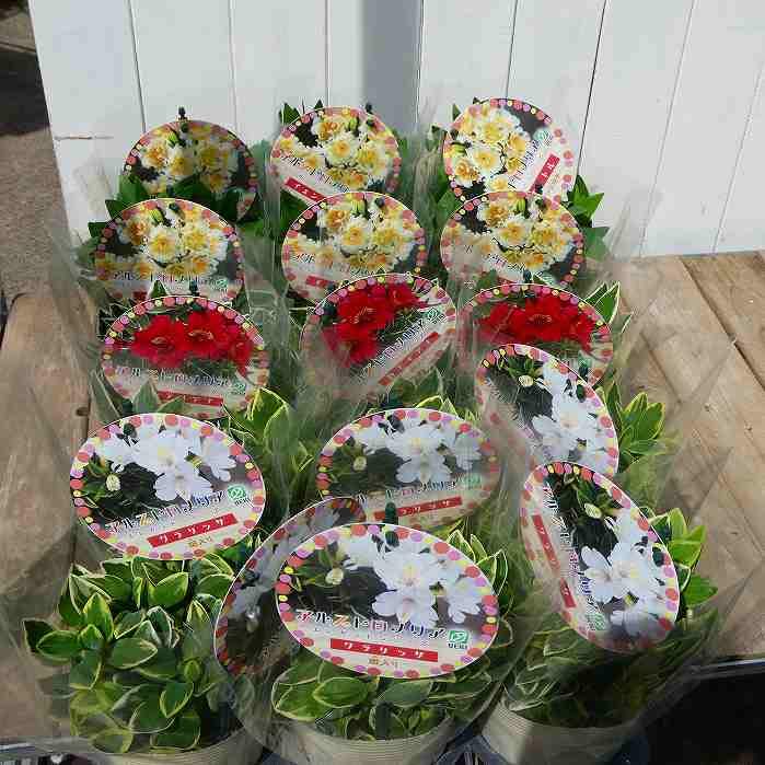 Amazon.co.jp: アルストロメリア 苗 イェントル フリンジ咲き