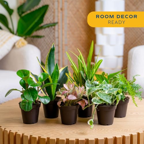 Image of Costa Farms Live Indoor House Plants (6-Pack), Hand Selected Easy to Maintain Indoor Assorted Houseplants, Curated Air Purifying Mix, Low Light, Home Office Decor Plant Gift