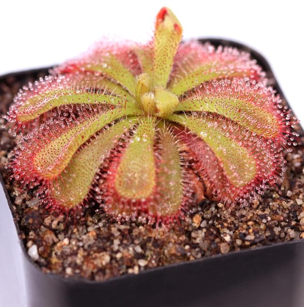Drosera Aliciae Sundew Plant - Alice's Sundew - Carnivorous Plant - 8.5cm Pot