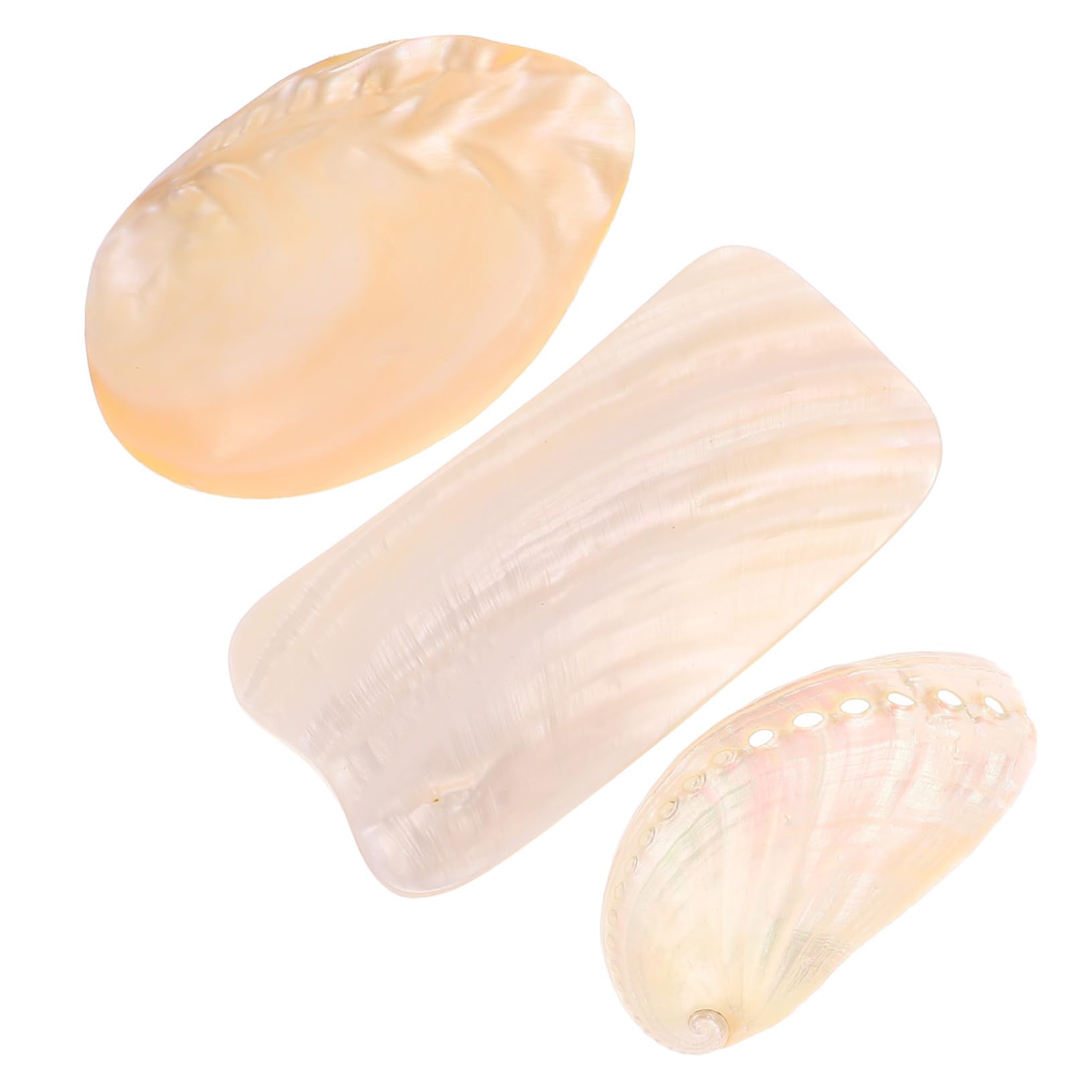 VANZACK Seashell Adornments Seashells for Crafting Natural Shell Ornaments Seaside Photography Props Home Decor