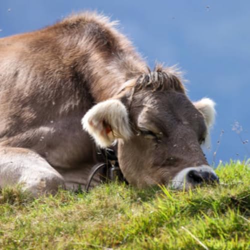 Raising Chickens - Chapter 2