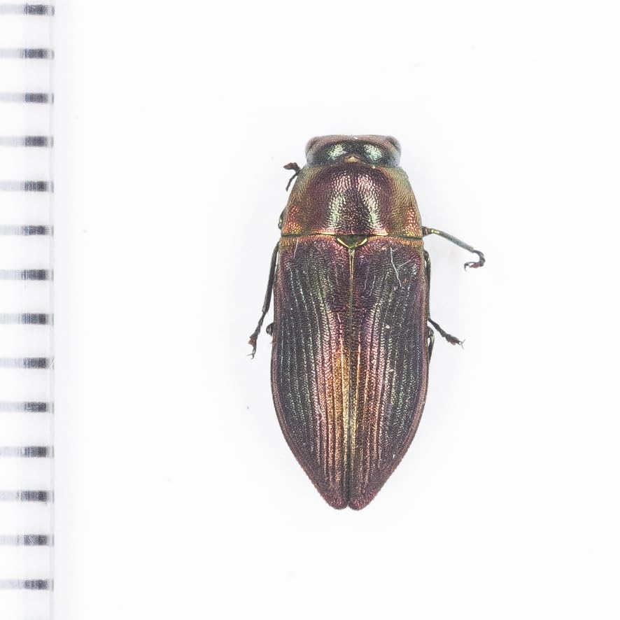 Amazon | 未展脚 昆虫標本No.11 ロンボク島の微小タマムシ標本定形外