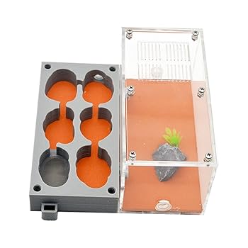 Amazon | アリの巣 3D 平面 アリの巣 観察キット 石膏製 蟻 飼育