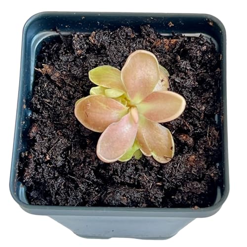 Live Pinguicula Fumiko Butterwort Carnivorous Plant Pet-Safe Unique Gift for Plant Lovers & Collectors. Succulent-Like Carnivore Plant.