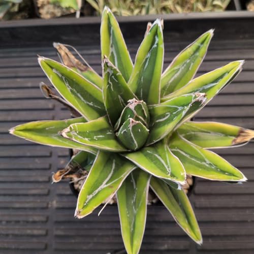 アガベ 笹の雪」の人気商品一覧 | 安い商品を通販サイトから探す