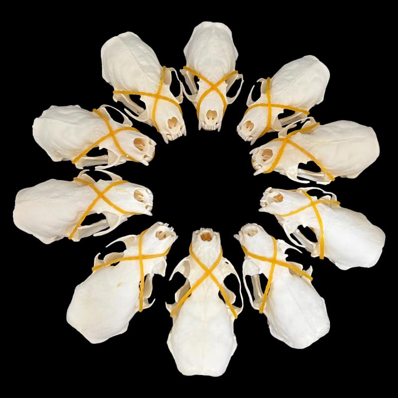 10 PCS Real Mink Skull Specimens Collection, Animal Bones Taxidermy Set, Laboratory Educational Display
