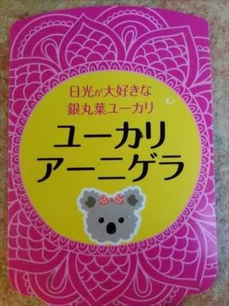 Amazon ユーカリ苗木 アーニゲラ 3号 30cm前後 植木
