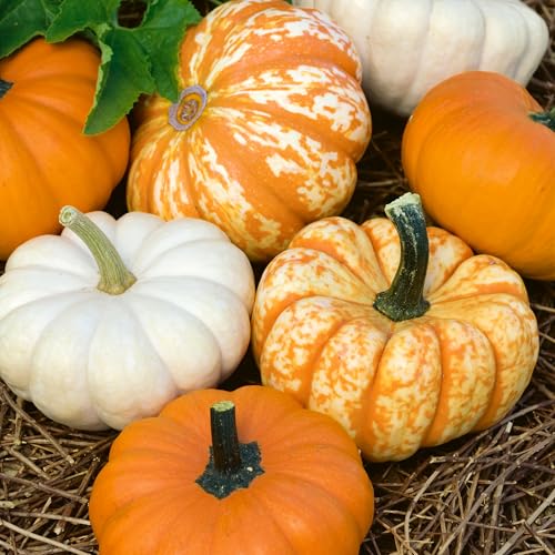 Mini Harvest F1 Mix Hybrid Pumpkin 4 Gram ~30 Seeds – Non-GMO, Annual – 65 Days – Edible & Ornamental Mini Pumpkins – Bumpkin, Gooligan & Hooligan – High Yield Compact Plants – Fall Decoration
