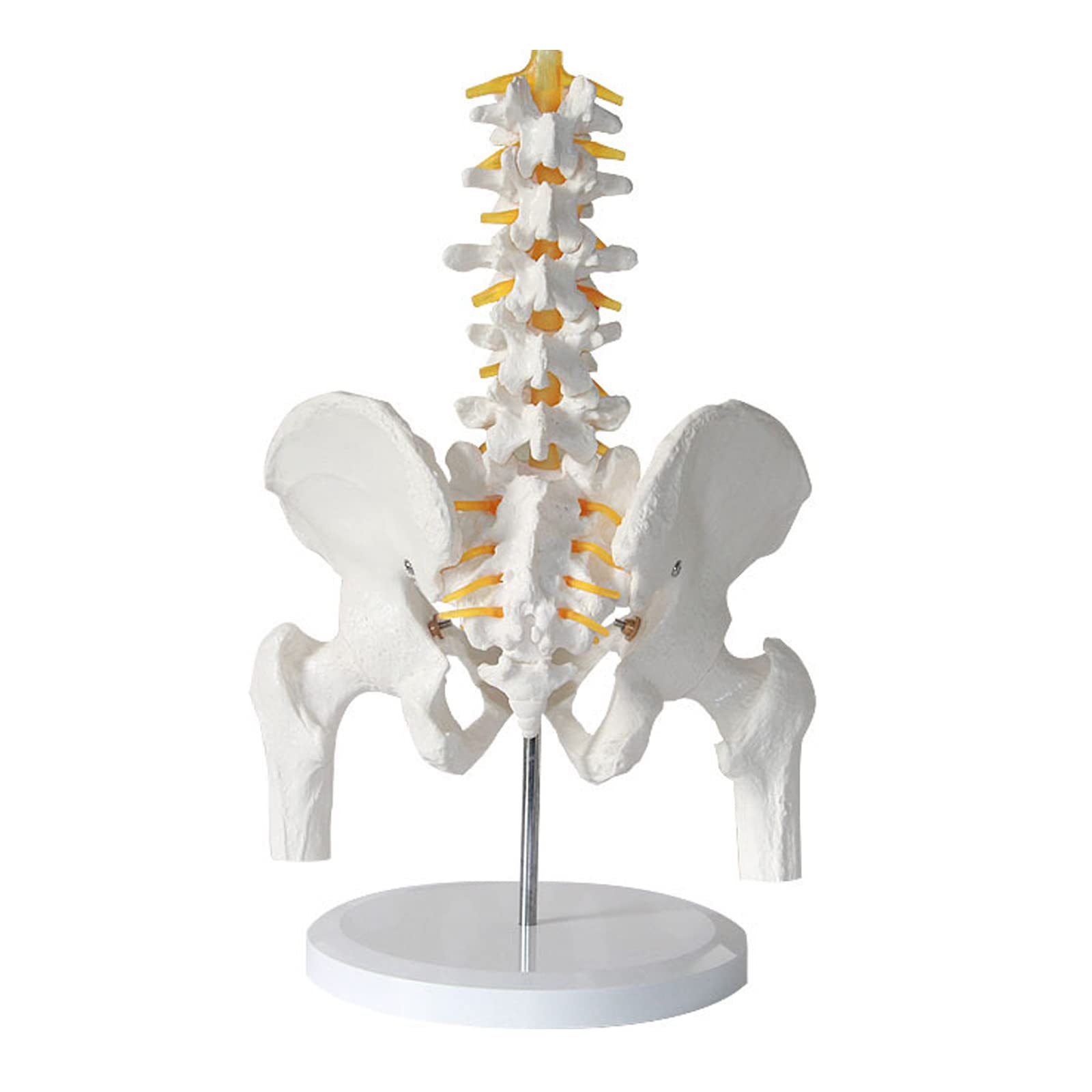 Human Pelvis Skeleton Anatomical Model, Two Lumbar Vertebrae With Pelvis And Half Leg Bone Model, Human Skeleton Model for Doctor, Science, Education & Anatomy Study