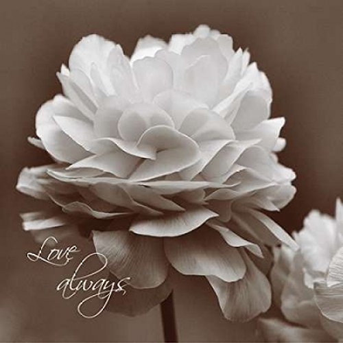 Posterazzi Sepia Blossoms II - Póster de Denise Romita, 24 x 24