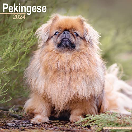 Pekingese Calendar 2024 | Square Dog Breed Wall Calendar - 16 Month
