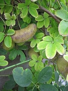 Baumschule Pflanzenvielfalt Akebia Schokoladenwein 60-100cm bp17343