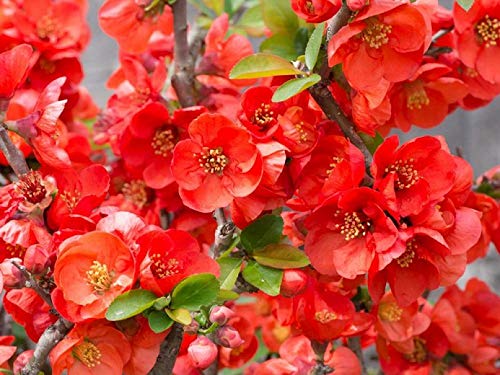 Texas Scarlet Flowering Quince - Brilliant Red Blooms - Live Plant Shipped 1 to 2 Feet Tall by DAS Farms