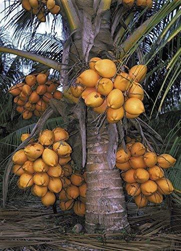 Platones Live Tropical Coconut Fruit Live Plant High Yielding Dwarf Coconut Malaysian Oranges (B09LYF1KX8) Amazon Price History, Amazon Price Tracker