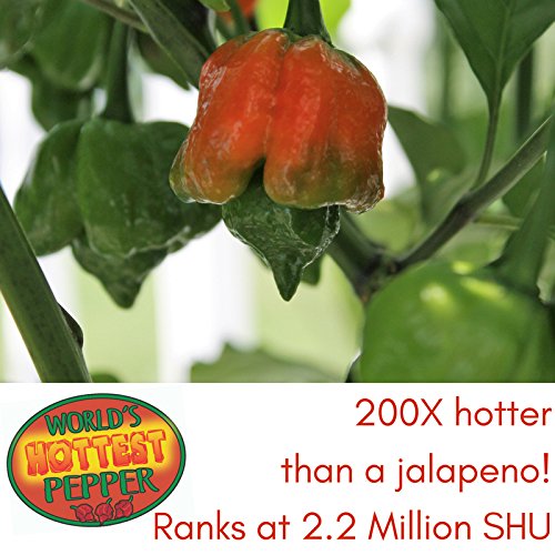 Carolina Reaper Pepper Plant Two (2) Live Plants Not Seeds Each 4"7" Tall in 4" Pots