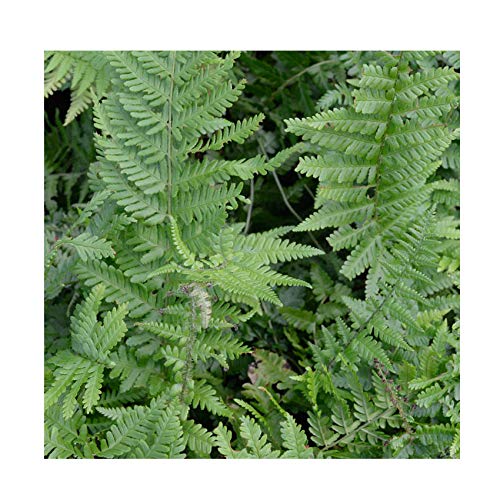 gardenexpert Dryopteris Felix-mas 9cm Pot Size Fern, Green