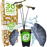 Black Coral Elephant Ear PPAF Live Plant - Colocasia esculenta by Wellspring Gardens - Elephant Ears Bulbs - Flowering Plant - Easy to Grow Starter Bulbs for Outdoor/Indoor Planting (1-Pack)