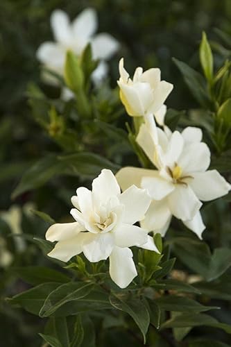 Miniatura 4 de Gardenia Radicans Dwarf  10 plantas vivas  Arbusto floreciente fragante  Gardenia Jasminoides Cape Jasmine
