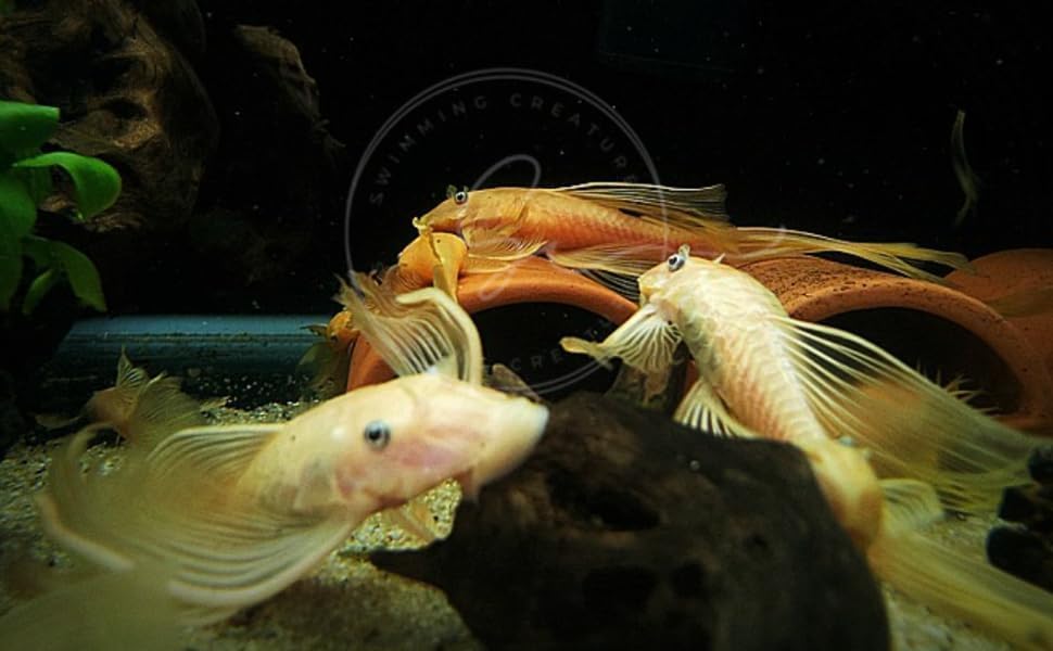 Swimming Creatures™ 2 Longfin Albino Pleco (L-144) (Ancistrus cf. cirrhosus) – Tank-Bred Live Freshwater Aquarium Fish (Size Approx 1-2")
