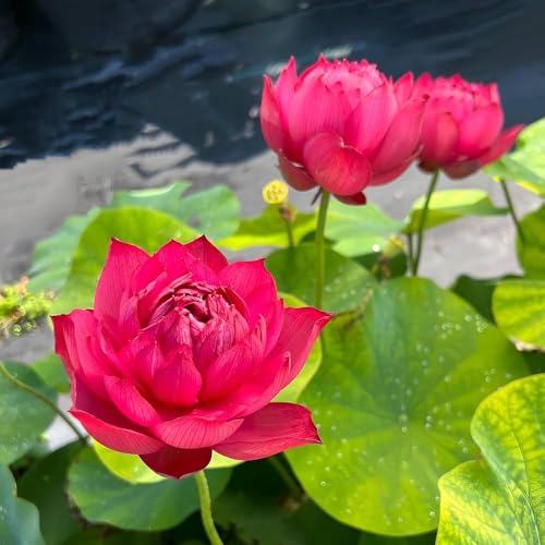 Image of Very Beautiful All Season Drop Blood Red Water Lotus(Pack Of-2) /Water Kamal /Water Lily Plant (TUBER) Original Hybrid Veriety Blloming With In 30 Days For Outdoor & Indoor Live Plant.