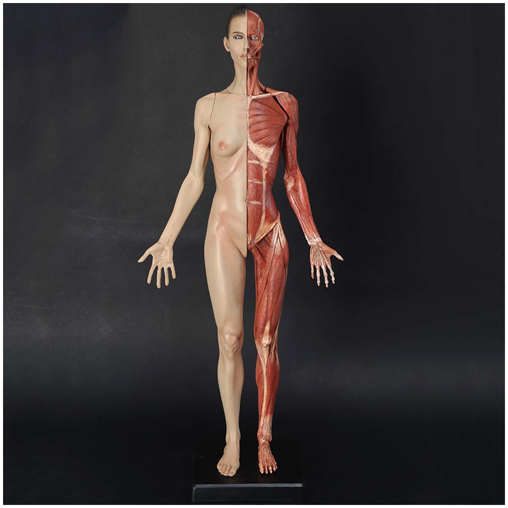YNIYUJKL Human Anatomy Figure Mannequin Drawing Figures - 23.6Inch/60Cm Human Muscle Skeleton Anatomical Model Human Muscle Bone Model Reference For Artist,School Study And Teaching,A