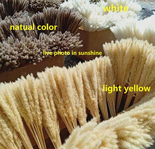 Dongliflower 25 Pcs Natural Dried Small Pampas Grass, Phragmites Communis,Wedding Flower Bunch, 24” Tall Home Decor (White) #TOP6