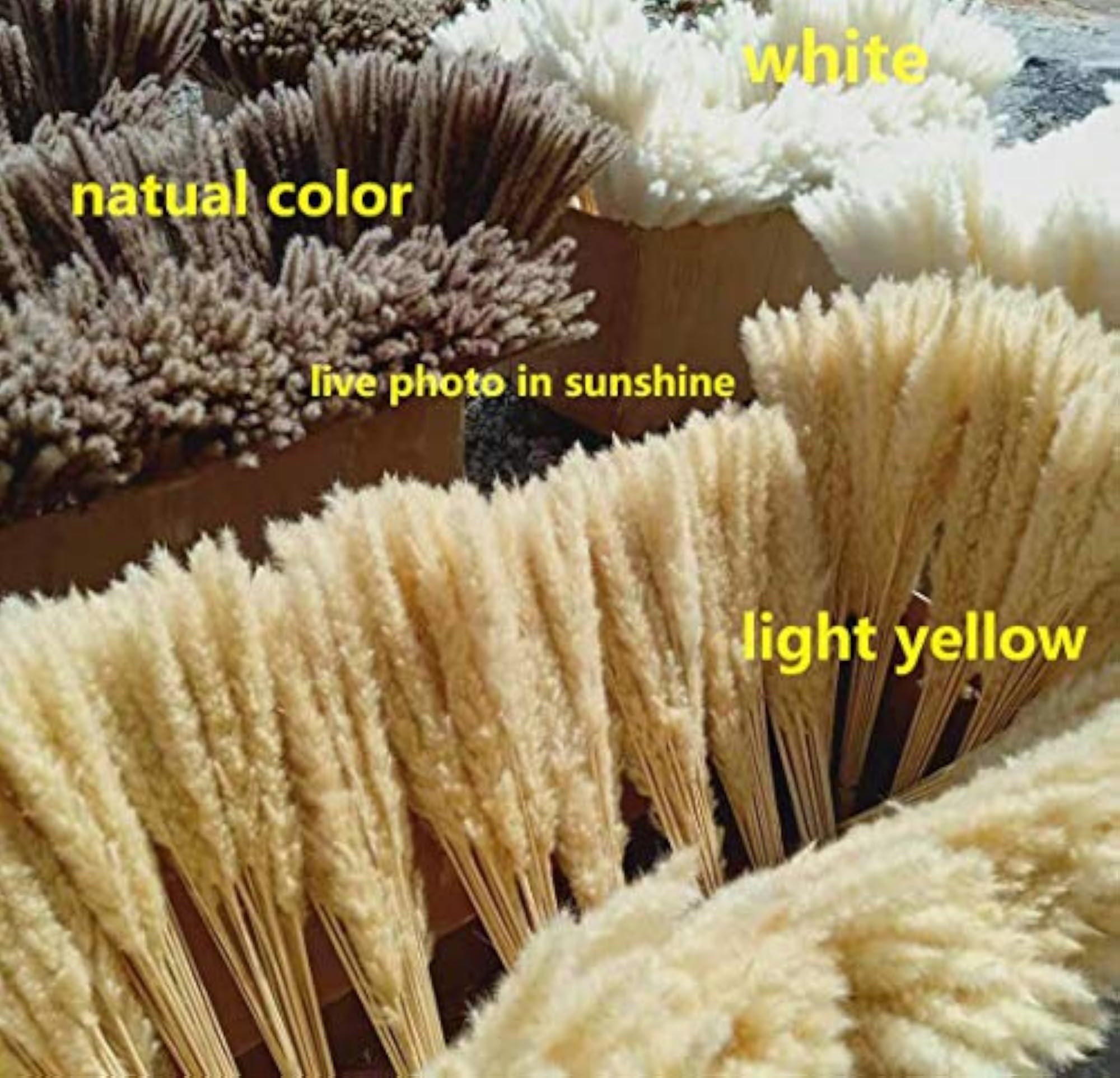 Feather Small Pampas Grass Bunch for Wedding Decor