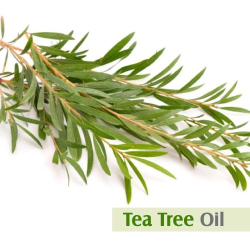 Image of Salvia Tea Tree Oil with Dropper 100% Natural Pure Undiluted Uncut Essential Oil 250ml