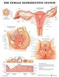 Lake Forest Anatomicals Educational Models Human Reproductive System Chart Female