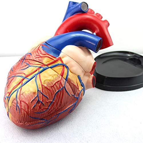 DYTAH Modelo Cardíaco - Anatomía del Modelo Cardiovascular - Asistencia Educativa Y Formativa