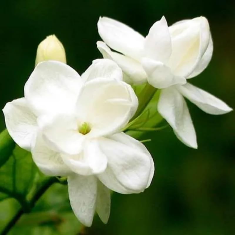 White Maid of Orleans Jasmine Plant Live, 4-7 Inch Fragrant Jasmine Flower Plants Indoor Outdoor Live for Planting, Well Rooted, No Pot