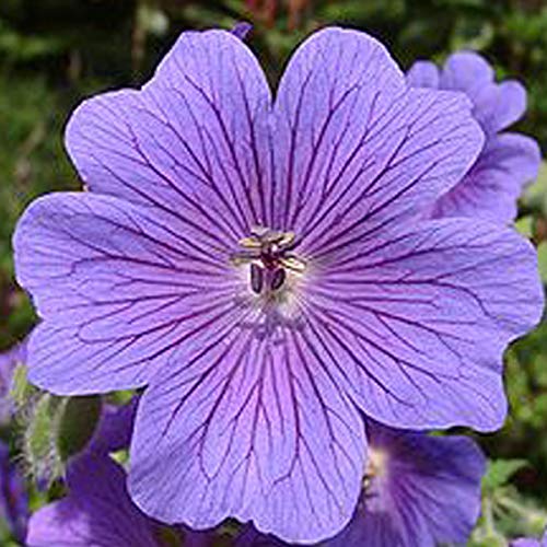 6 x Géranium vivace rhizomateux 'Ingwersen's Variety ' - Geranium Macrorrhizum - Godet 9x9cm - Rose vif, couvre-sol, ensoleillé
