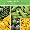 Zucchini & Summer Squash Seeds Collection - 5 Heirloom, Non-GMO Vegetables for Planting - Assortment of Golden, Round, Grey, Black Beauty, Straight Neck Summer Varieties - Survival Garden Seeds #4