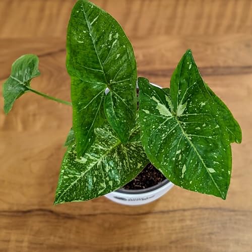 Image of LittleJungle Syngonium Panda Galaxy (very rare) - Healthy Live Plant with White Pot, Air Purifying Plant, Indoor Plants for Living Room, Gifting, Rare Plants, Balcony, Home Decor & Office Desk