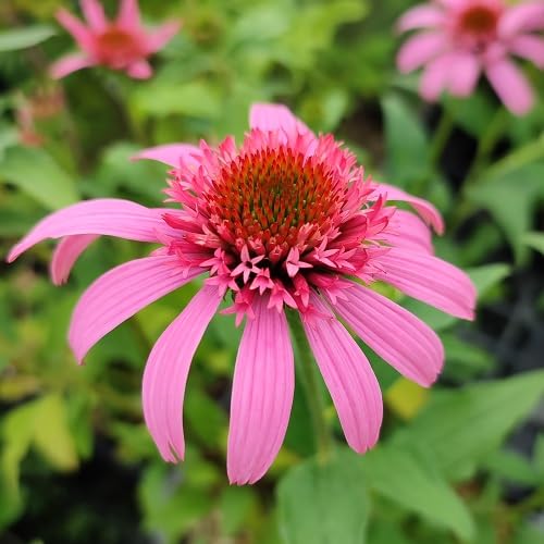 【専用】エキナセア2ポット 楽天市場】エキナセア 新 品種（花の苗物｜苗物）：ガーデニング