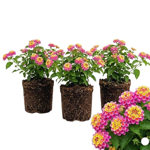 3 Pink Lantana Plants Live Colorful Lantana Flower Live Plant 4 to 6 Long Perennial Flower Trailing Vine Garden Patio