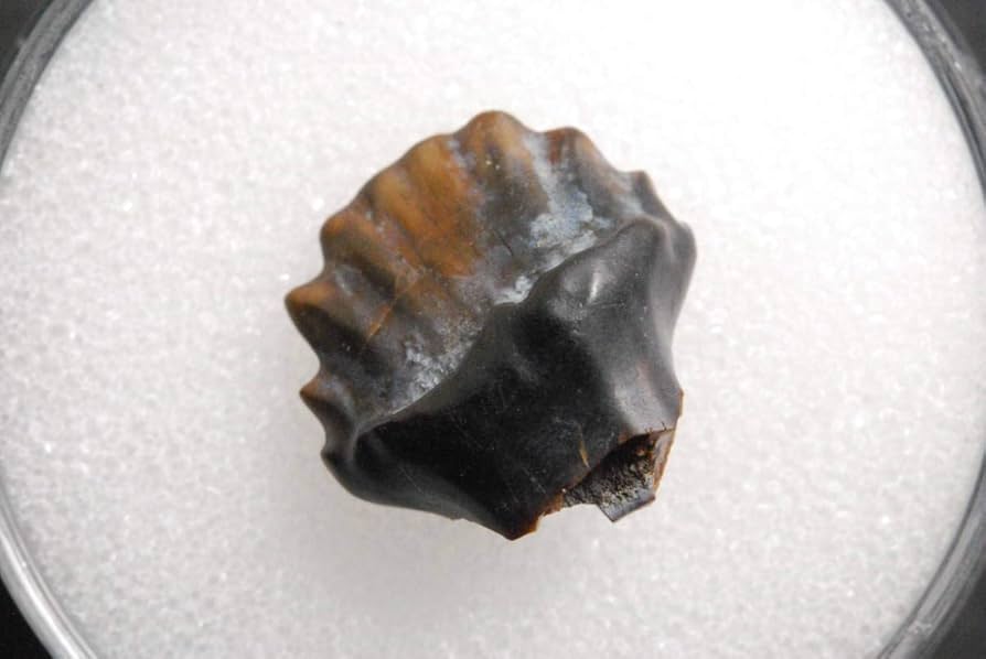 恐竜の歯 アンキロサウルス [DS303] 化石 Amazon | 恐竜歯化石アンキロサウルス10mm[DS300]恐竜の歯恐竜の