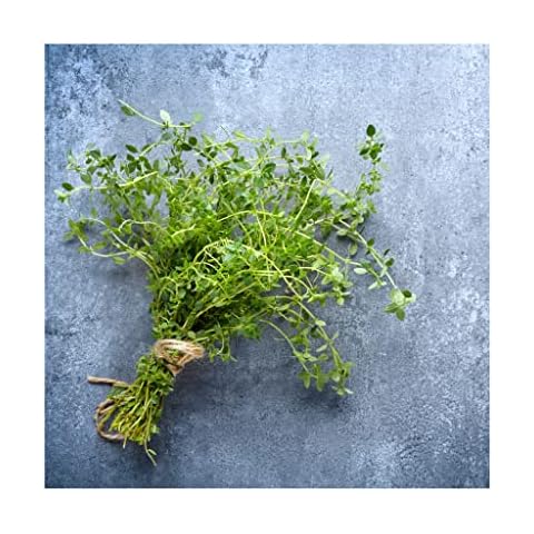 The Connoisseur Collection of 6 Thyme Plug Plants *New Pack* Delivered to Your Door from Newlands Nursery. Fantastic Herbs for Cooking of stews, roasts, soups etc Cover