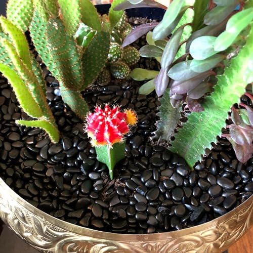 Image of 18lb 1 /4 inch Small Pebbles Black for Plants,Potting,Succulents Aquarium Fish Tank Vases Decorative Garden Polished Gravel Rocks Stones