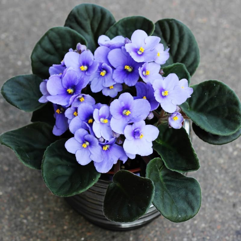 Miniatura 5 de Planta viva azul claro violeta africana en maceta de 4 pulgadas, planta de interior floreciente, planta de fácil cuidado para decoración del hogar u