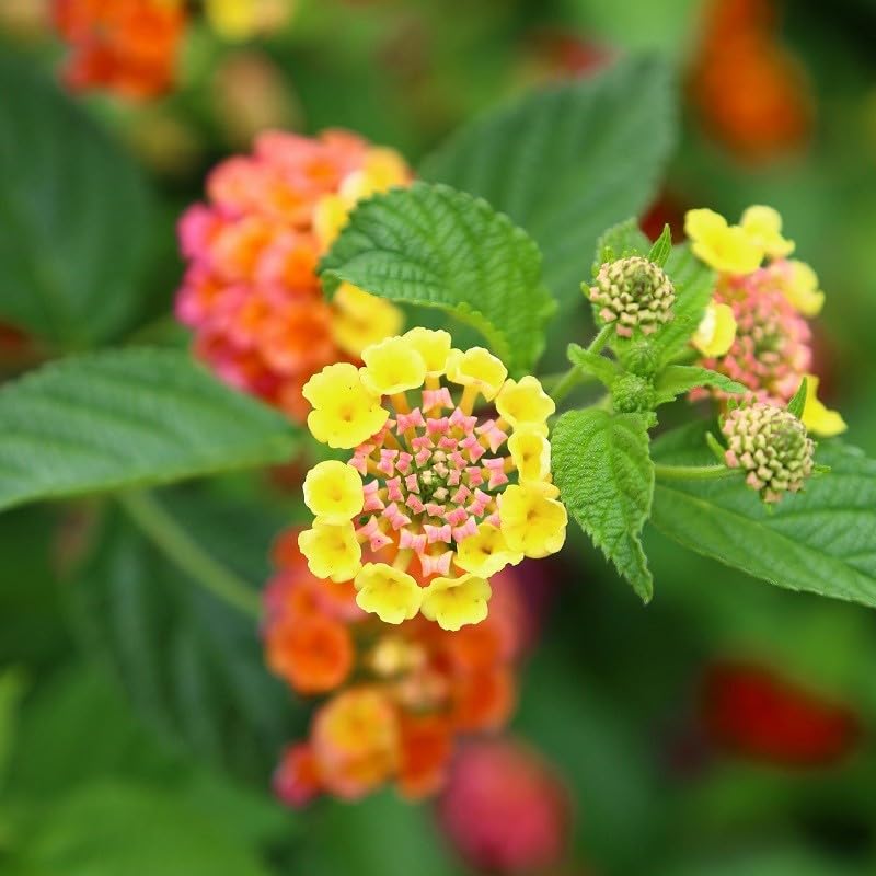40pz Pianta Lantana Camara