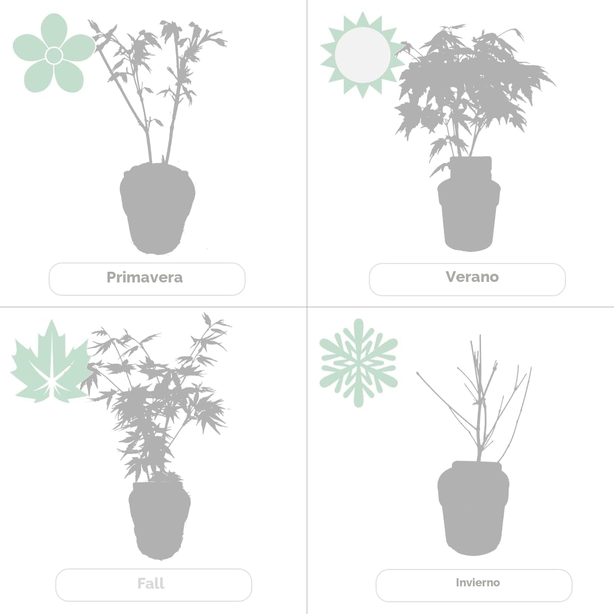 Bloomique - Mix de 4 - Acer palmatum - ‘Orange Dream’ - ‘Going Green’ - ‘Butterfly’ - ‘Atropurpureum’ - Arce japonés - Plantas de jardín - Altura 25-40 cm - Maceta 10,5 cm