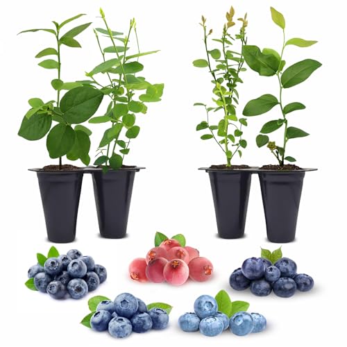 Blueberry Plants Collection (4 Pack) Edible Fruit Plant from Our Optimal Picks | Easy to Grow Plants for Sustainable Living | Grow Your own Food on Your Edible Organic Garden | Live for Planting |