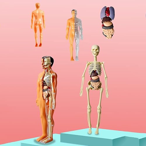 Miniatura 9 de Juguetes de anatomía para niños, modelo interactivo de cuerpo humano, modelo de órgano de torso humano ensamblado de 11.22 pulgadas para niños, para