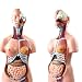 L.BAN Giocattoli educativi 85CM Torso Umano Modello del Corpo Anatomia Anatomia Organi Interni Modelli per risorse didattiche Detachable 23 Parti
