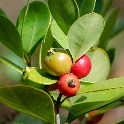 20 Strawberry Guava Tree Seeds Edible Garden Fruit Plant Seeds #TOP1