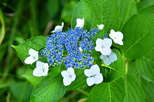 Amazon.co.jp: 苗/苗木 【10本セット】 ガクアジサイ 樹高0.3m前後