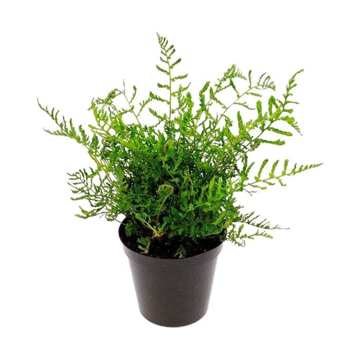 6x Wurmfarn 'Linearis Polydactyla' - Dryopteris filix-mas 'Linearis Polydactyla' - Topf 9x9cm - Filigraner Zierfarn